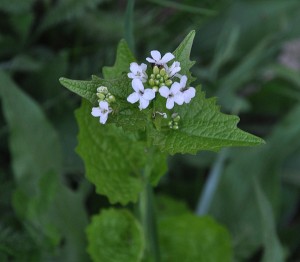 Knoblauchrauke