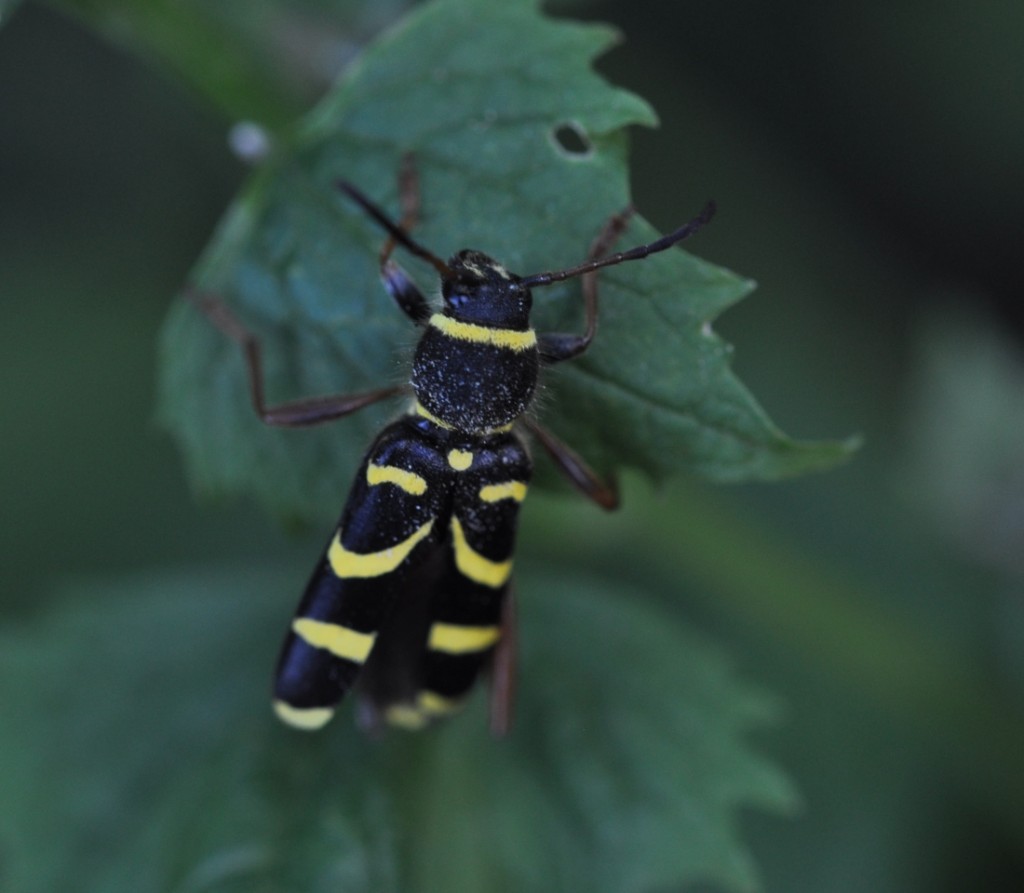 Gemeiner Widderbock