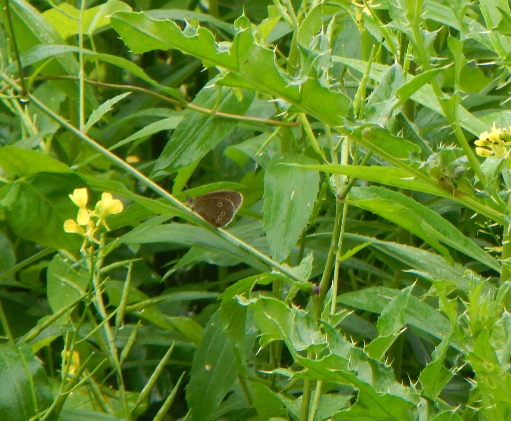 Waldvogel_03072013
