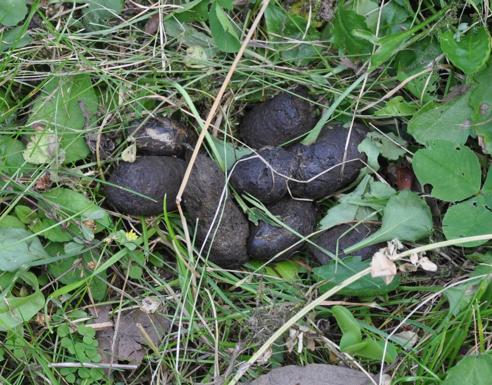 Roter Bockkäfer, Schmetterlinge und Kot im Garten